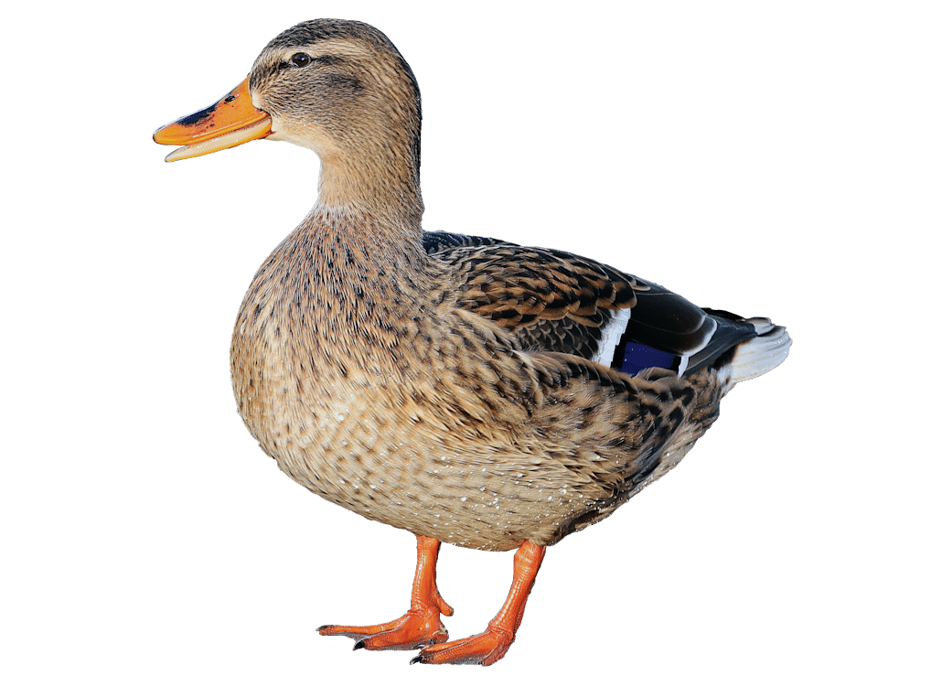 Stockente